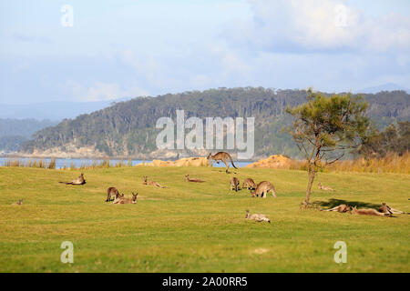 Kangourou gris de l'Est, groupe, Maloney Beach, New South Wales, Australie, (Macropus giganteus) Banque D'Images