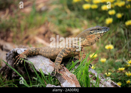 Le moniteur de Rosenberg, adulte, Parndana, Kangaroo Island, Australie du Sud, Australie, (Varanus rosenbergi) Banque D'Images