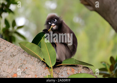 Singe écureuil feuille sombre, obscura, des profils sur arbre, captive, Adélaïde, Australie du Sud, Australie, (Trachypithecus obscurus) Banque D'Images