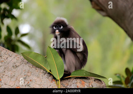 Singe écureuil feuille sombre, obscura, des profils sur arbre, captive, Adélaïde, Australie du Sud, Australie, (Trachypithecus obscurus) Banque D'Images