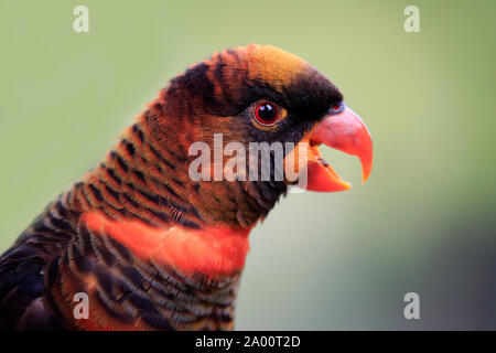 Dusky Lory, portrait adultes, Mount Lofty, Australie du Sud, Australie, (Pseudeos fuscata) Banque D'Images