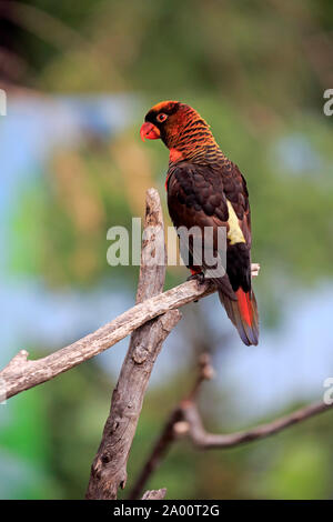 Dusky Lory, des profils sur branch, Mount Lofty, Australie du Sud, Australie, (Pseudeos fuscata) Banque D'Images