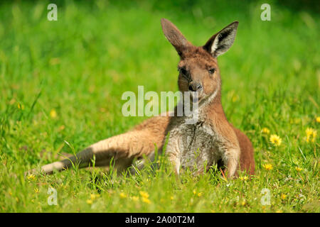 Kangourou gris de l'Ouest, des profils sur meadow se reposer, Mount Lofty, Australie du Sud, Australie, (Macropus fuliginosus) Banque D'Images