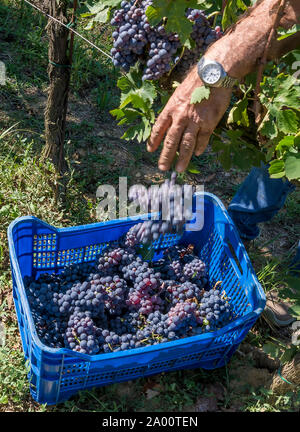 Grappes de raisins noirs sont jetés en caisses en plastique pour la récolte d'une vigne Banque D'Images