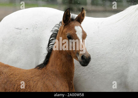 Cheval Arabe, jument grise avec brown poulain dans la pluie Banque D'Images