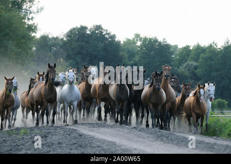 Cheval Arabe, Mare au galop troupeau Banque D'Images