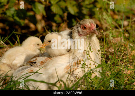 Poulet domestique, avec les poussins poule gloussant Banque D'Images