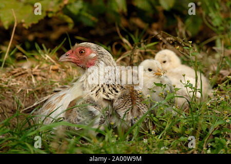 Poulet domestique, avec les poussins poule gloussant Banque D'Images