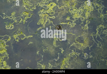 Tortue de l'Ouest, l'Albanie, butrint, mer ionienne, europe, (Emys orbicularis) Banque D'Images