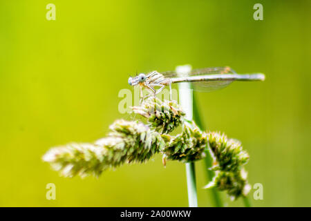 Un homme-Blanc pattes Platycnemis pennipes libellule perchée sur l'herbe de seedhead DACTYLE Dactylis glomerata Banque D'Images