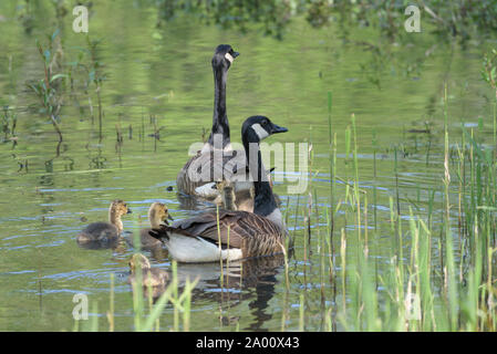 Les bernaches du Canada et oisons, Eckernfoerde, Schleswig-Holstein, Allemagne (Branta canadensis) Banque D'Images