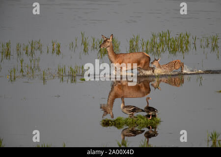 Red Deer, Hind avec de jeunes, Lusace, Saxe, Allemagne, (Cervus elaphus) Banque D'Images