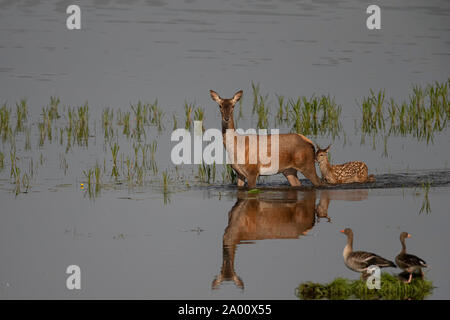 Red Deer, Hind avec de jeunes, Lusace, Saxe, Allemagne, (Cervus elaphus) Banque D'Images