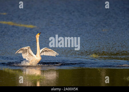 Cygne chanteur, Lusace, Saxe, Allemagne, (Cygnus cygnus) Banque D'Images