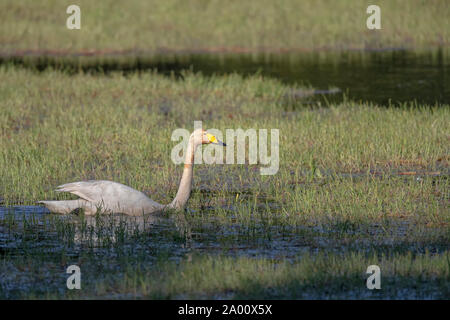 Cygne chanteur, Lusace, Saxe, Allemagne, (Cygnus cygnus) Banque D'Images