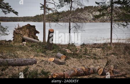 Arbre déraciné et débit des grumes à côté de lac gelé, réserve naturelle (Bjorno Bjorno Naturreservat), archipel de Stockholm, Suède Banque D'Images