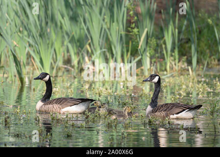 Les bernaches du Canada et oisons, Eckernfoerde, Schleswig-Holstein, Allemagne (Branta canadensis) Banque D'Images