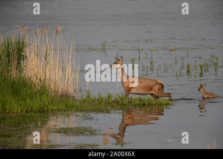Red Deer, Hind avec de jeunes, Lusace, Saxe, Allemagne, (Cervus elaphus) Banque D'Images