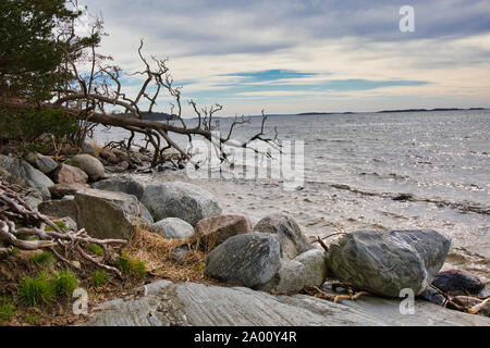 Arbre tombé et les rochers sur la côte de la mer Baltique, réserve naturelle (Bjorno Bjorno Naturreservat), archipel de Stockholm, Suède Banque D'Images