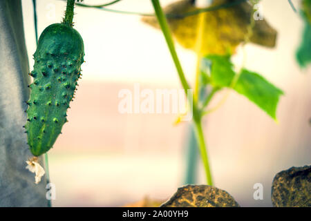 Fruits de concombre avec fleur, tiges et feuilles en serre. Banque D'Images