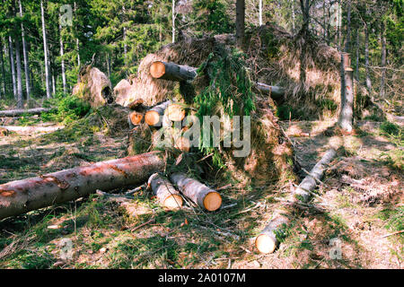 Abattus et arbres tombés en forêt, réserve naturelle (Bjorno Bjorno Naturreservat), archipel de Stockholm, Suède Banque D'Images