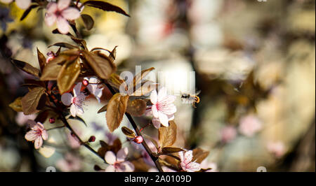 Vol de l'abeille en face de fleur rose/fleur recueillir le nectar au printemps. Beau temps, peu profonde prof.de champ Banque D'Images