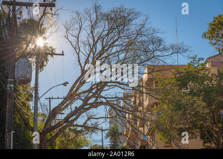 Un timbaúva arbre sur une rue de ville urbaine qui a été coupé dans sa verrière pour le passage de fil. Un lampadaire avec transformateur et édifices urbains dans le s Banque D'Images