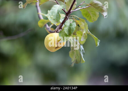 Potsdam, Allemagne. 16 Sep, 2019. Une pomme jaune se bloque à partir d'un arbre dans un jardin. Credit : Soeren Stache/dpa-Zentralbild/ZB/dpa/Alamy Live News Banque D'Images