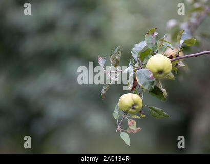 Potsdam, Allemagne. 16 Sep, 2019. Les pommes se suspendre à un arbre dans un jardin. Credit : Soeren Stache/dpa-Zentralbild/ZB/dpa/Alamy Live News Banque D'Images