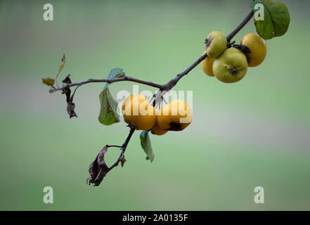 Potsdam, Allemagne. 16 Sep, 2019. Pommes jaunes se suspendre à un arbre dans un jardin. Credit : Soeren Stache/dpa-Zentralbild/ZB/dpa/Alamy Live News Banque D'Images