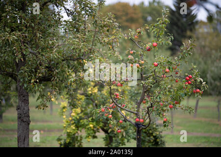 Potsdam, Allemagne. 16 Sep, 2019. Pommes rouges se suspendre à un arbre dans un jardin. Credit : Soeren Stache/dpa-Zentralbild/ZB/dpa/Alamy Live News Banque D'Images