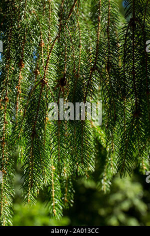 Détail de sapin Banque D'Images