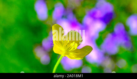 St anthonys. fleur navet,ranunculus bulbosus, image d'un Banque D'Images