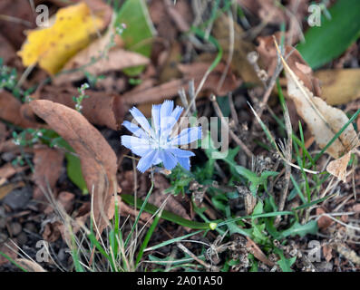 Potsdam, Allemagne. 16 Sep, 2019. La fleur bleue, la politique commune de la chicorée, pousse sur un pré. Credit : Soeren Stache/dpa-Zentralbild/ZB/dpa/Alamy Live News Banque D'Images