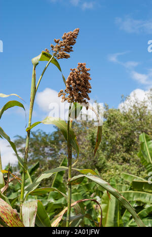 Chef de sorgho (Sorghum bicolor) plante poussant dans un champ au Malawi Banque D'Images