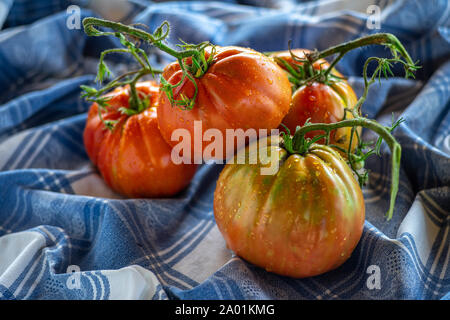 Groupe de tomates coeur de boeuf sur table cloth Banque D'Images