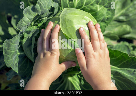 Close up de chou blanc dans les mains de l'enfant, les mains des enfants sur un chou blanc Banque D'Images