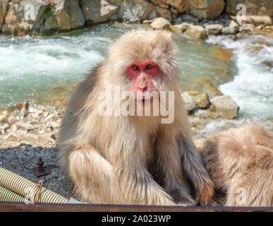 Jigokudani Monkey Park, Yamanouchi, Yudanaka, Shibu Onsen, Nagano Banque D'Images