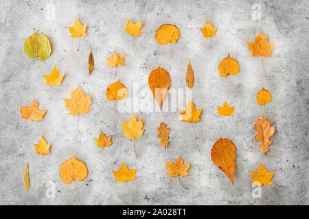 Feuilles mortes sèches sur fond noir en gris Banque D'Images