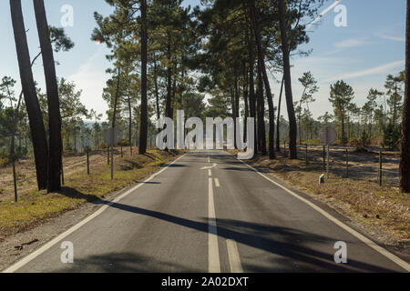 Longue route en ligne droite entre les pins au Portugal Banque D'Images