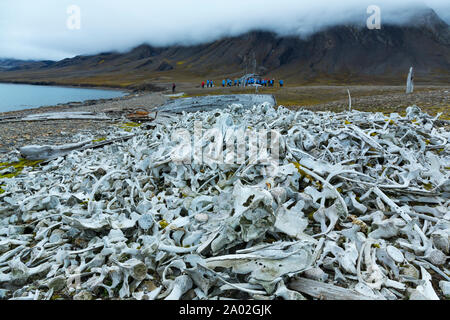 Le béluga ou baleine blanche, (Delphinapterus leucas), Bellsund, Îles Svalbard, Océan Arctique, Norvège, Europe Banque D'Images