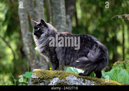 Une fumée noire chat norvégien mâle avec expression d'alerte Banque D'Images