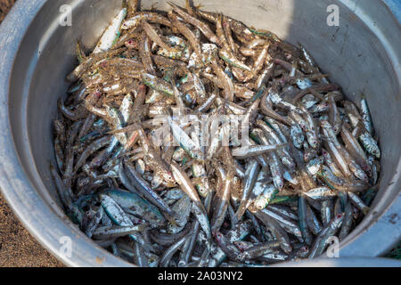 Poissons anchois sur bassin argenté Banque D'Images