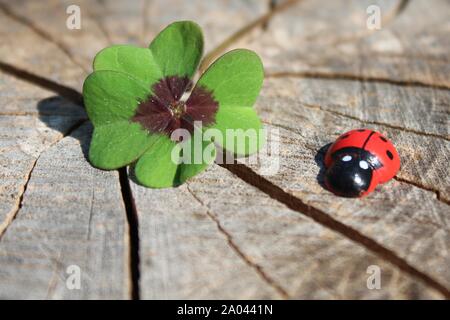 L'image montre une coccinelle en bois et d'un trèfle chanceux sur un tronc d'arbre. Banque D'Images