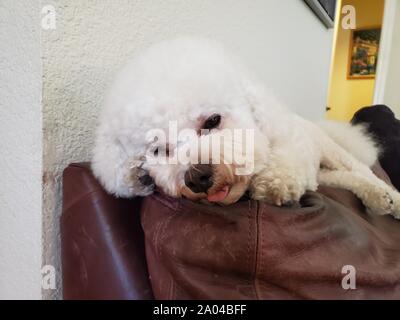 Close-up of a cute Bichon Frise chien regardant la caméra et vous détendre dans une chambre intérieure, le 17 septembre 2019 Banque D'Images