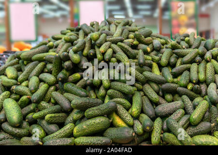 Une abondance de concombre vert, fond vert. pris au magasin, frais, la récolte des légumes sains. mountain de concombres sur le comptoir dans le super Banque D'Images