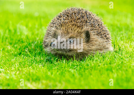 Hedgehog (nom scientifique : Erinaceus europaeus) simple image d'un natif, sauvage, hérisson européen sur l'herbe verte pelouse. Orienté vers la gauche. Close up.Paysage Banque D'Images