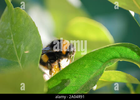 Une abeille à la recherche de nectar sur la fleur. focus sélectif. Banque D'Images