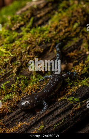 Salamandre à points bleus (Ambystoma laterale) de Sheboygan County, Wisconsin, USA. Banque D'Images