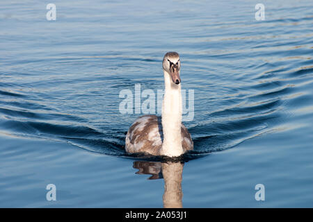 Swan et de cygnes dans le lac Banque D'Images